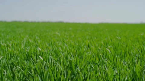 Green field with young wheat, winter wheat Stock Footage 128519984