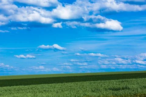 Green fields and blue sky background Foto stock