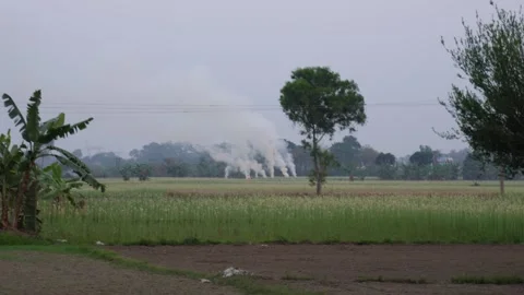 Green Fields and Cloudy Sky Stock Footage 311718223