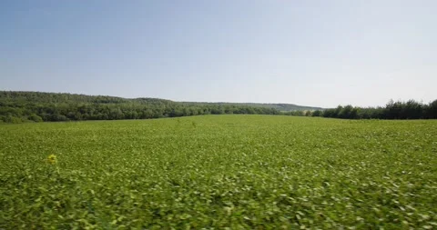 Green fields and dense forests. Natural landscape Video stock 204145483