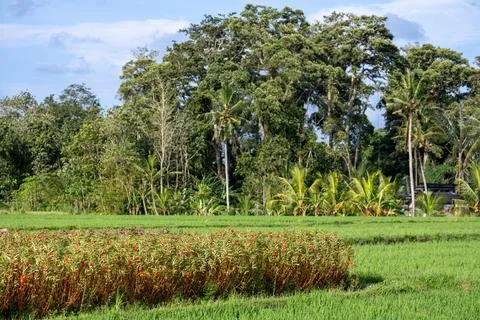 Green Fields and Flowering Crops in Bali Stock Photos