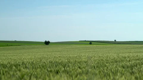 Green Fields and Lines 4K Stock Footage 82161335