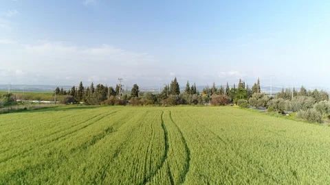 Green fields and road Vídeos de archivo 100616319