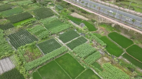 Green fields and a road  Stock Footage 164605152