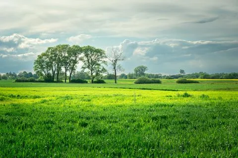 Green fields and trees on the horizon Stock Photos