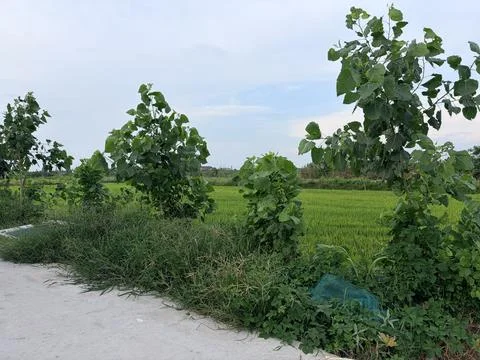 Green Fields and Trees Under a Blue Sky Stock Photos