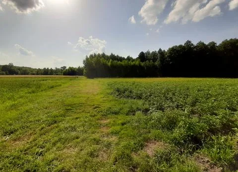 Green fields and vegetable gardens with potatoes between the forest against.. Stock Photos