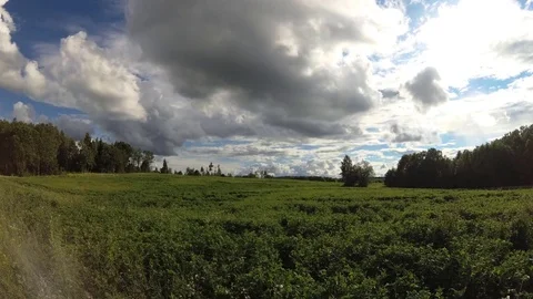 Green fields with big clouds Stock Footage 77335551
