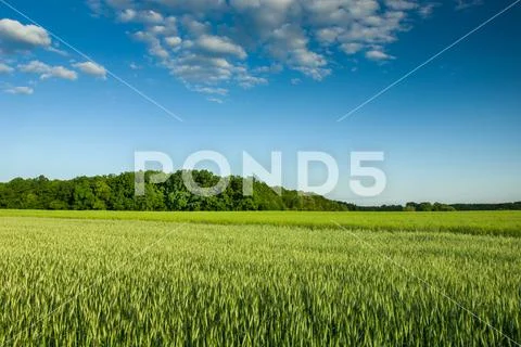 Green fields with cereal, forest and clouds on a blue sky Stock Photos