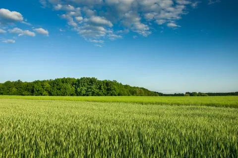 Green fields with cereal, forest and clouds on a blue sky Stock Photos