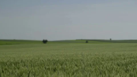 Green Fields Closeup Focus 4K Stock Footage 82160016