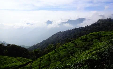 Green fields of coffee plants Stock Photos