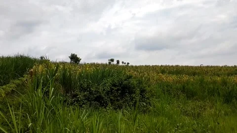 Green fields of corn and other crops Stock Footage 327250144