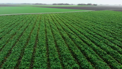 Green fields in the country side of the Netherlands, Friesland Stock Footage 145803553
