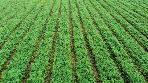 Green fields in the country side of the Netherlands, Friesland Stock Footage 145803607
