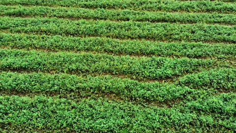 Green fields in the country side of the Netherlands, Friesland Stock Footage 145803659