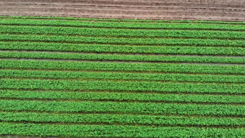 Green fields in the country side of the Netherlands, Friesland Stock-Footage 145803815