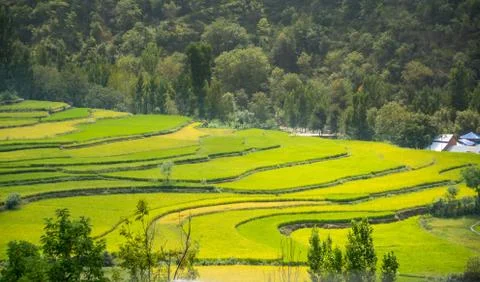 Green Fields of crops showing step farming pattern Stock Photos