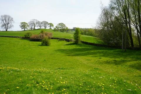 Green Fields With Dandelions, Dry Stone Walls, And Trees In Youlgrave, Peak Foto stock