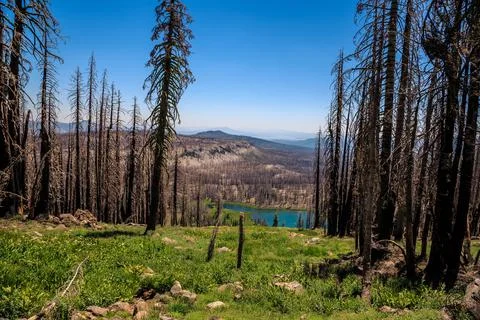 Green Fields, Dead Trees, and Blue Lakes, Lassen Volcanic National Park, Ca.. Stock Photos