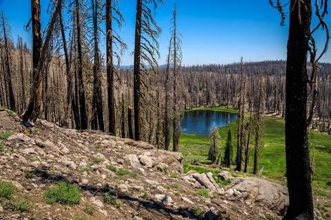 Green Fields, Dead Trees, and Blue Lakes, Lassen Volcanic National Park, Ca.. Stock Photos