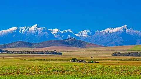 Green fields with distant snow covered mountains Stock Photos