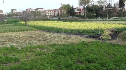 Green fields downtown Stock Footage 24872799