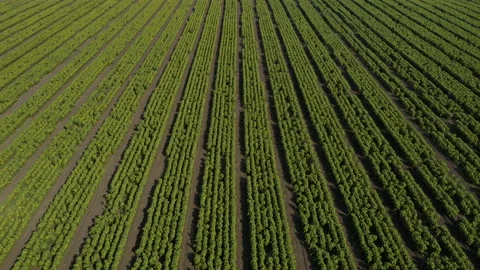 Green fields drone aerial shot Stock-Footage 160626084