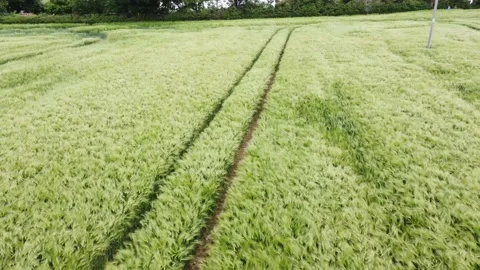 Green fields Drone UK Stock Footage 195940268