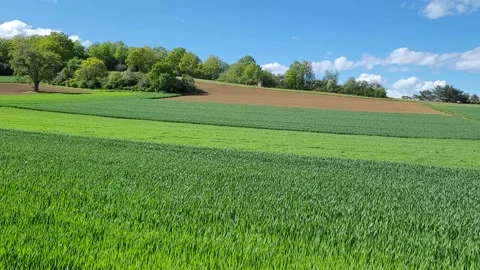 Green fields during spring, 4K Stock Footage 154609904