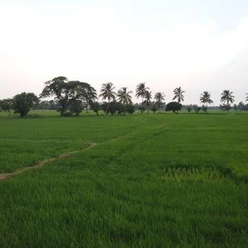Green fields dusk Stock Photos