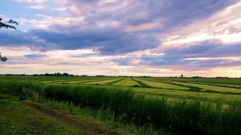Green fields in the evening with purple clouds far horizont Stock Photos