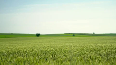 Green Fields Focus Switch 4K Stock Footage 82161315