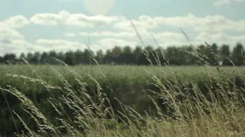 Green Fields Stock Footage 21606632