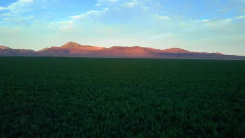 Green Fields Forever Stock Footage 95057511