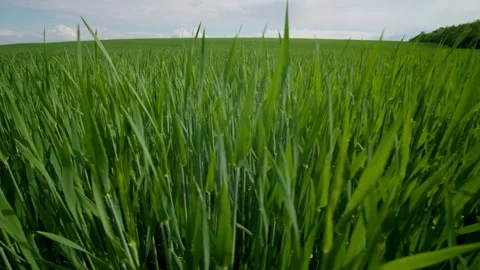 Green fields in a gentle breeze on a sunny day, perfect for relaxing and Stock Footage 313286072