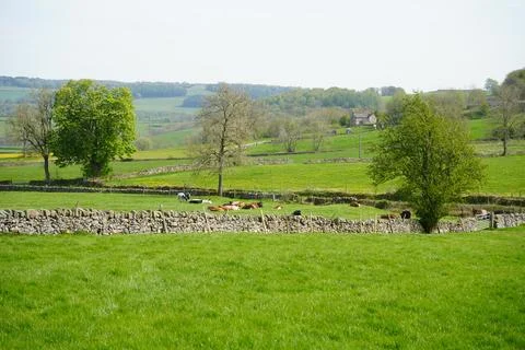 Green Fields, Grazing Cows, Dry Stone Walls, Youlgrave, Peak District, England. 库存照片