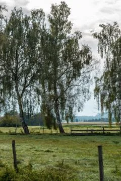 Green fields, green meadows, trees, forests and cloudy sky Stock-Fotos