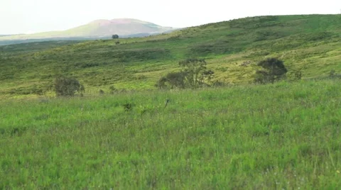 Green fields of Hawaii Video stock 50654952