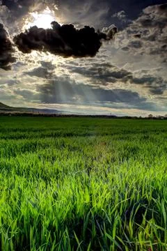 Green fields HDR Stock Photos