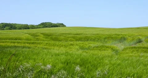 Green fields on hill landscape in Denmark on a windy day Video stock 315286204