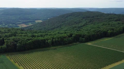 Green fields on a hill near the forest Stock Footage 156473369