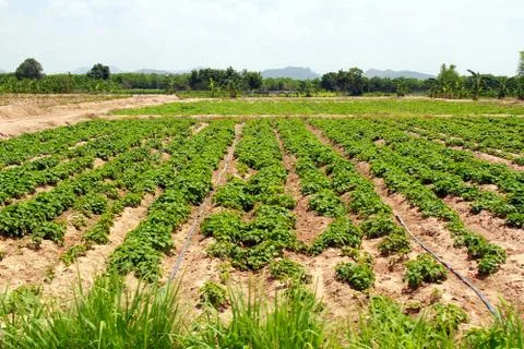Green fields on hills Stock Photos