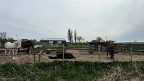 Green Fields with Horses and Dog Near Power Lines in Countryside Stock-Footage 334137541