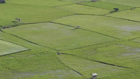 Green fields in Indonesia Video stock 93749436