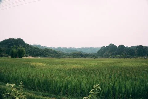 Green fields with luxurious mountain in the background, Thakhek loop, Laos Foto stock