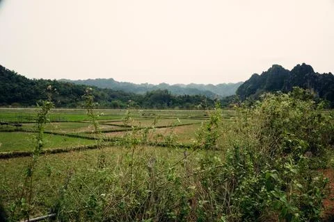 Green fields with luxurious mountain in the background, Thakhek loop, Laos Stock Photos