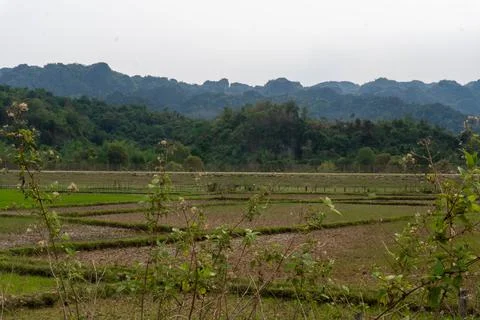 Green fields with luxurious mountain in the background, Thakhek loop, Laos Stock Photos