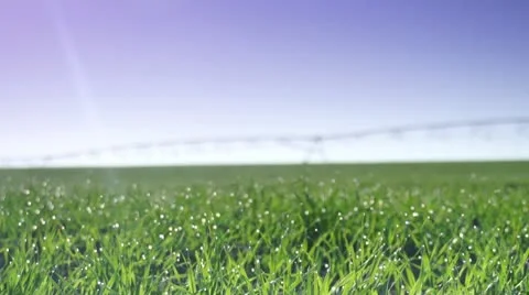 Green fields morning dew 스톡 동영상 10723896