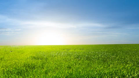 Green fields at the morning Stock Footage 339059074